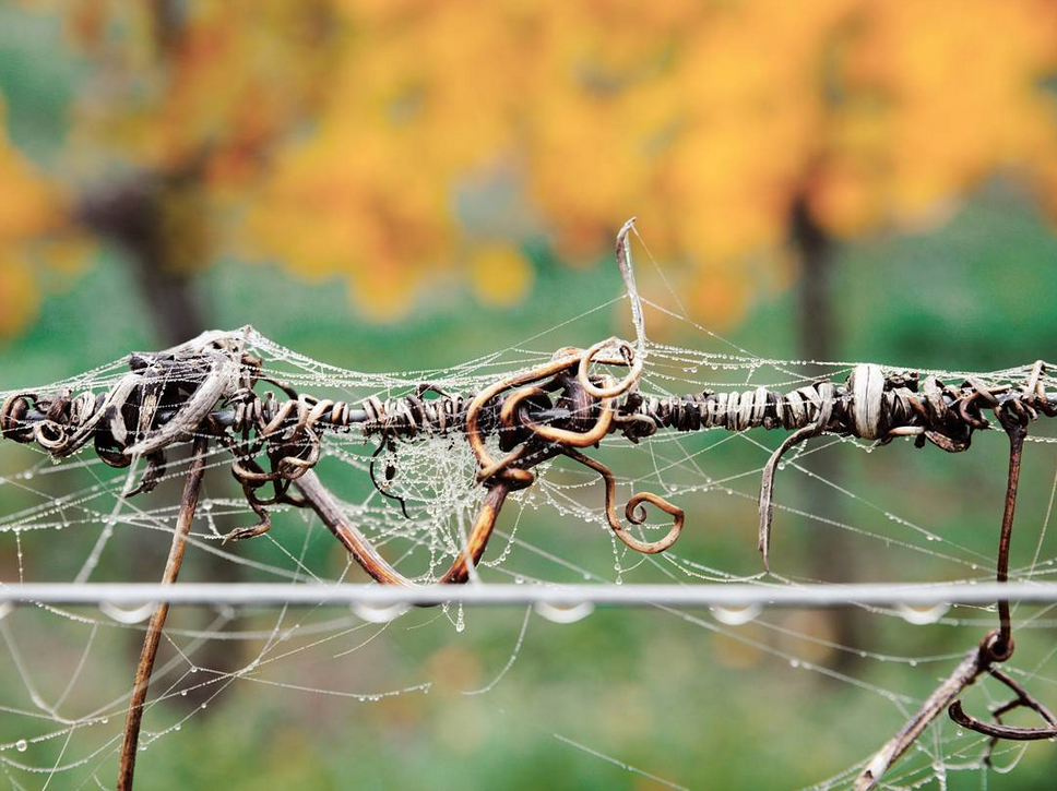 Krankerl (tendril)